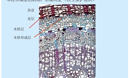 少说话的功效与作用网 | 少说话最经典十句话,少说话的好处有哪些